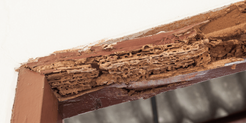 Termite damage insurance claim